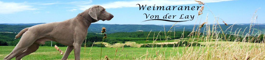 Weimaranerzucht von der Lay