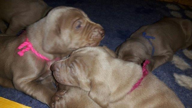 Weimaraner von der Lay