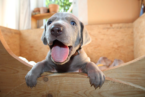 Weimaraner von der Lay