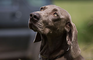 Weimaraner-Zucht