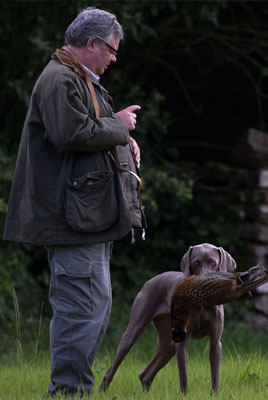 Weimaraner-Zucht