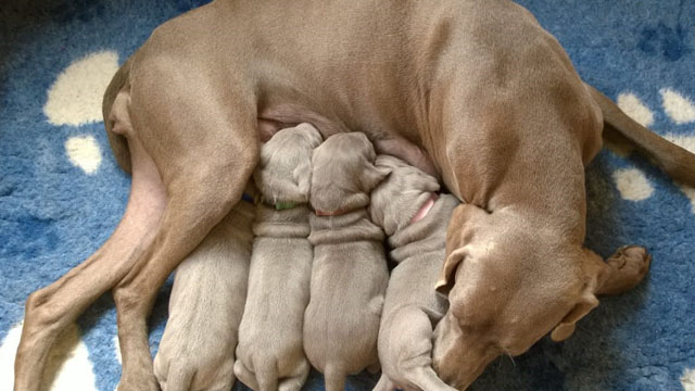 Weimaraner von der Lay