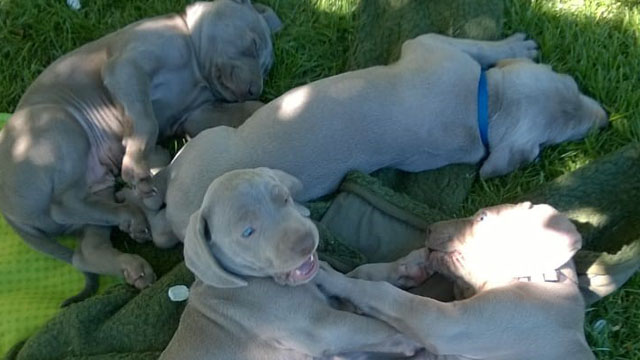 Weimaraner von der Lay