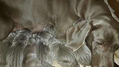 Weimaraner von der Lay