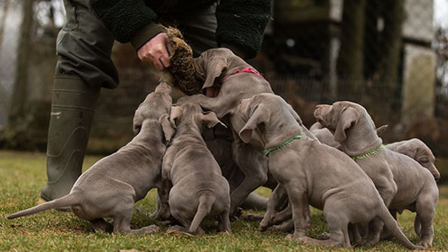 Weimaraner von der Lay